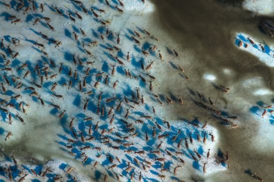 「氷塊で群れるカリブー」：はがきサイズ額装